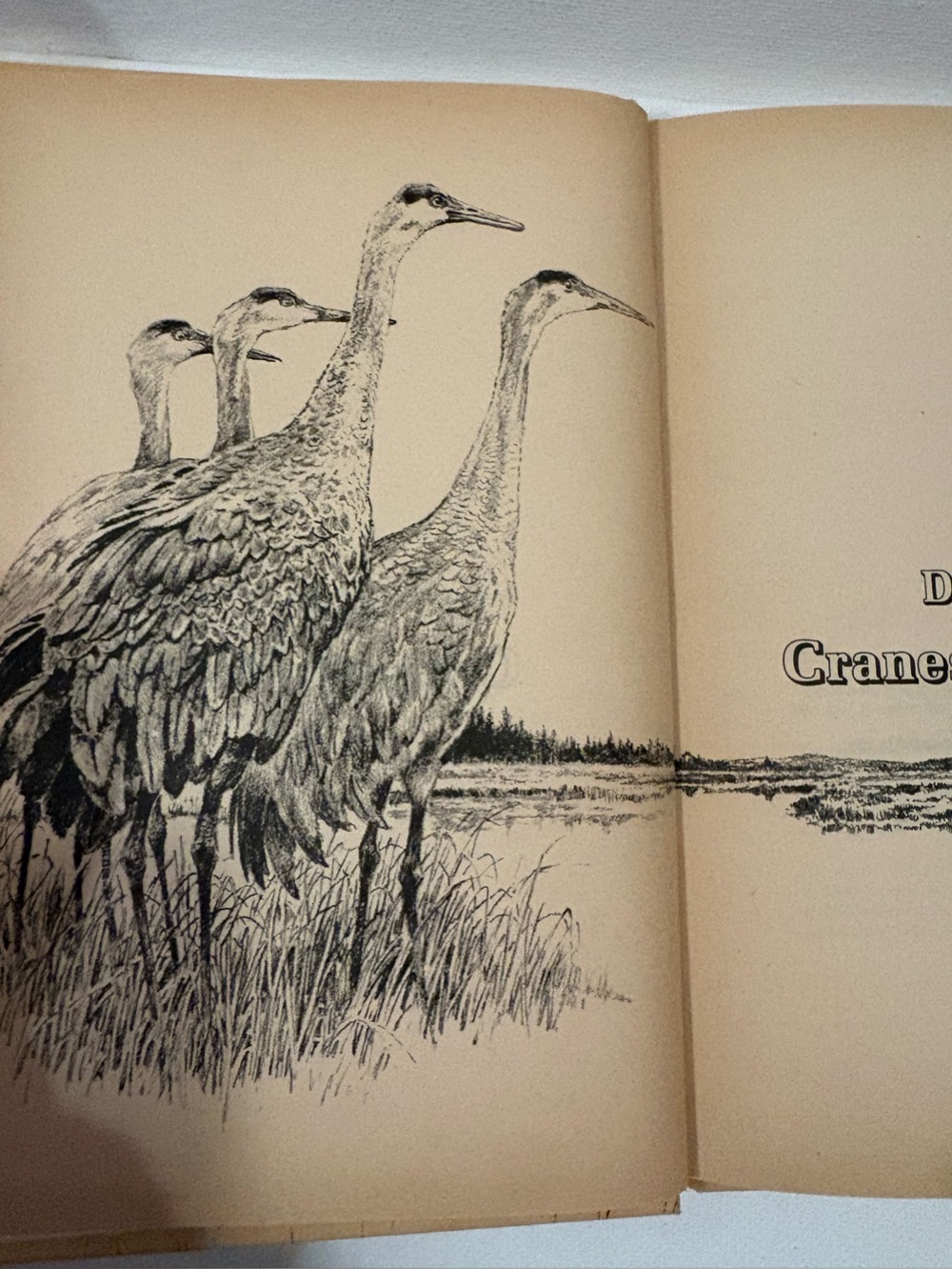 Cranes in My Corral Dayton Hyde c1971, Hardcover Illustrated Lorence Bjorklund - Picture 2 of 7